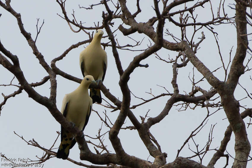 Yellowish Imperial Pigeonadult