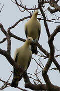 Yellowish Imperial Pigeon