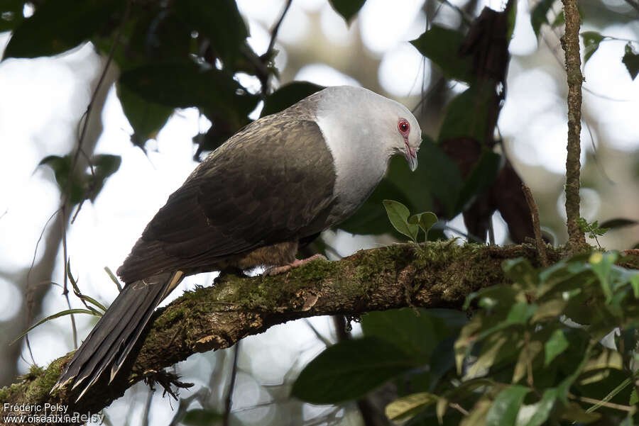 Sombre Pigeonadult, courting display