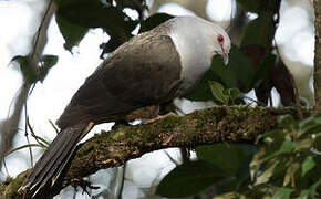 Sombre Pigeon