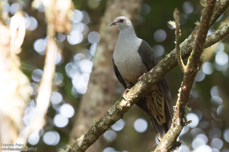 Sombre Pigeon