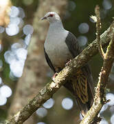 Sombre Pigeon