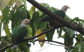 Cinnamon-bellied Imperial Pigeon