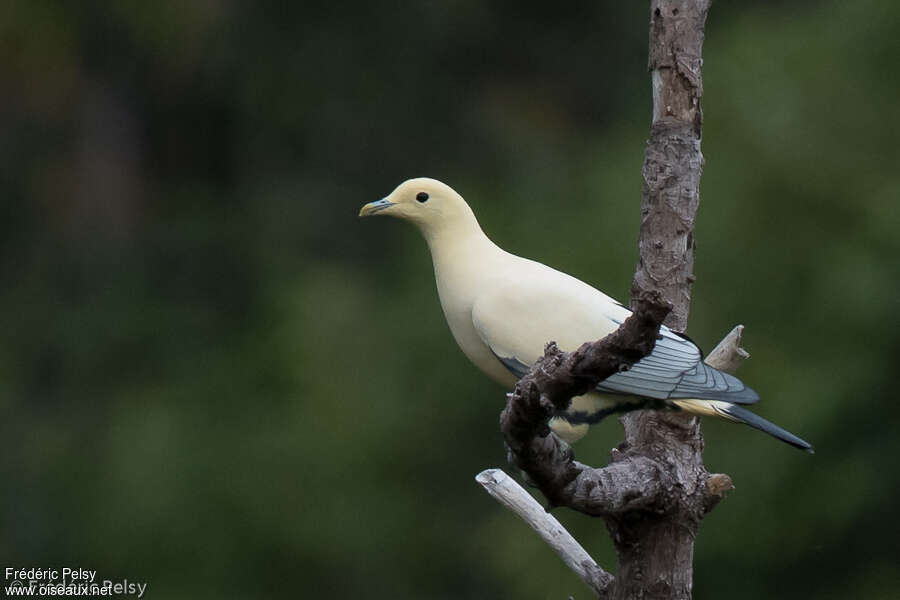 Silver-tipped Imperial Pigeonadult, identification