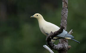 Silver-tipped Imperial Pigeon