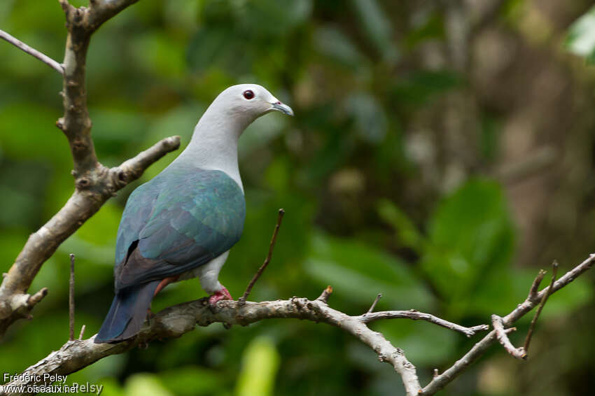 Island Imperial Pigeonadult