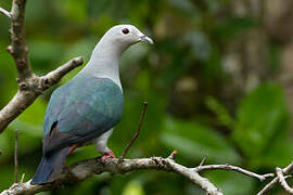 Island Imperial Pigeon