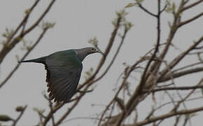 Green Imperial Pigeon