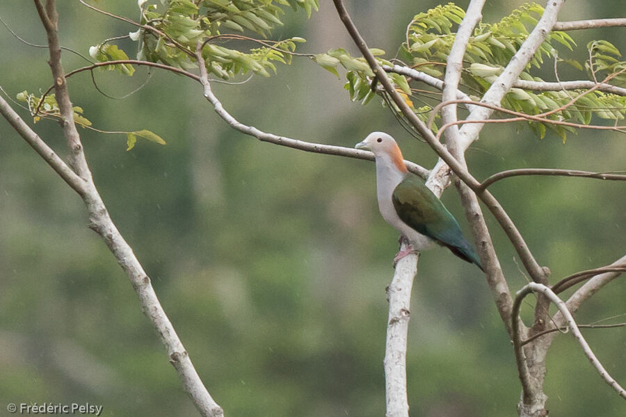 Green Imperial Pigeonadult