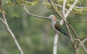 Green Imperial Pigeon