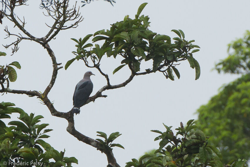 Pinon's Imperial Pigeonadult