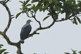 Pinon's Imperial Pigeon