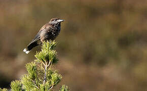 Spotted Nutcracker