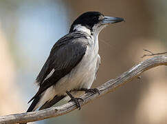 Grey Butcherbird