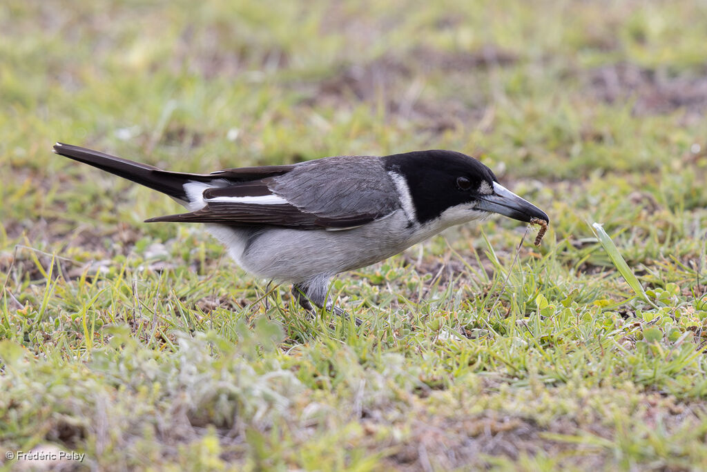 Cassican à collieradulte, mange