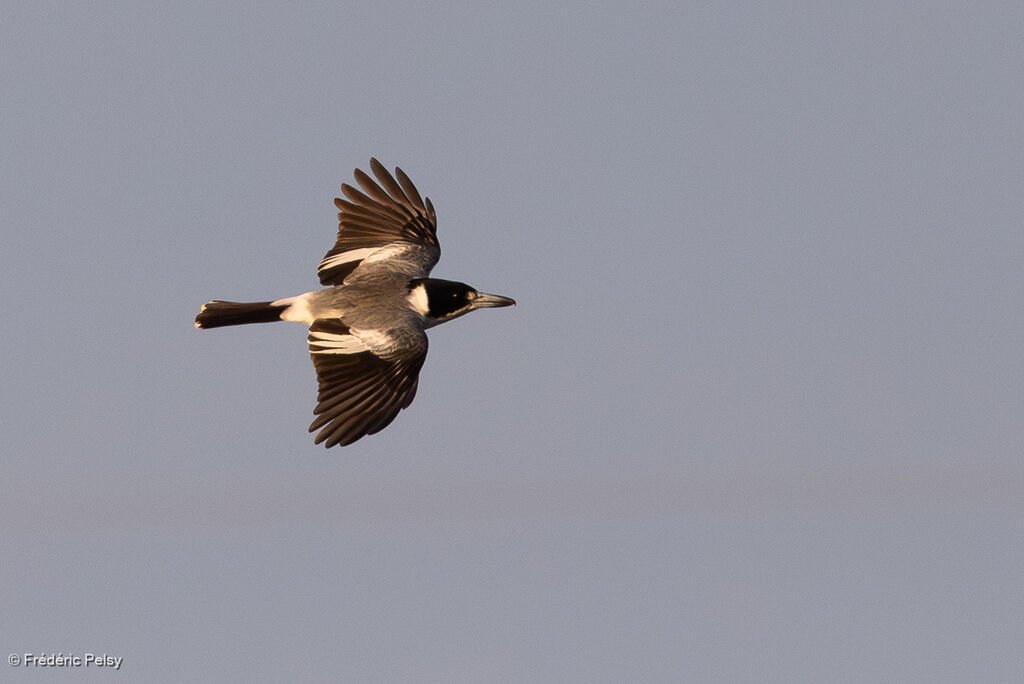 Cassican à collier, Vol
