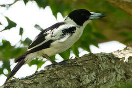 Black-backed Butcherbird