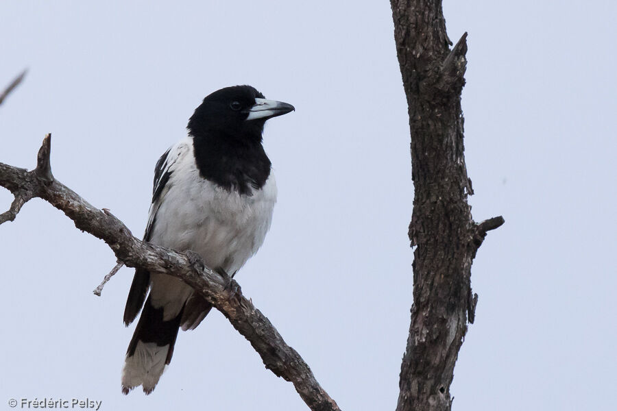 Pied Butcherbird