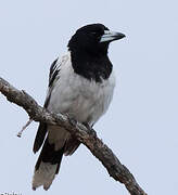 Pied Butcherbird