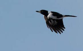 Pied Butcherbird