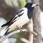 Cassican à gorge noire