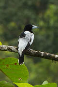 Hooded Butcherbird