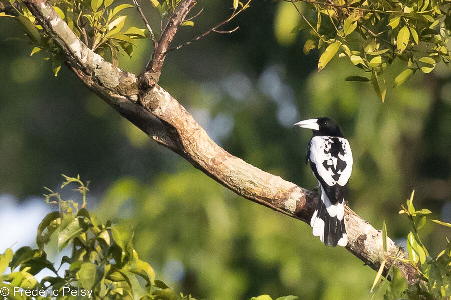 Hooded Butcherbird