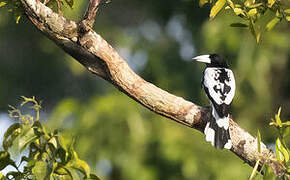 Hooded Butcherbird