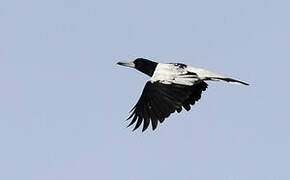 Hooded Butcherbird