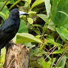 Cassican des mangroves