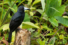 Black Butcherbird