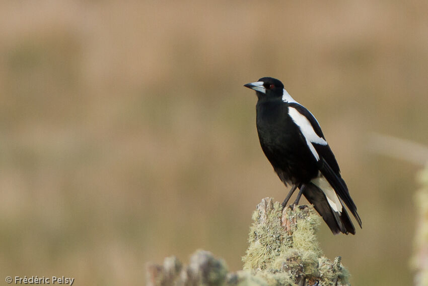 Australian Magpieadult