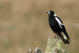 Australian Magpie