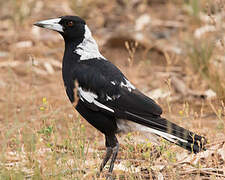 Australian Magpie