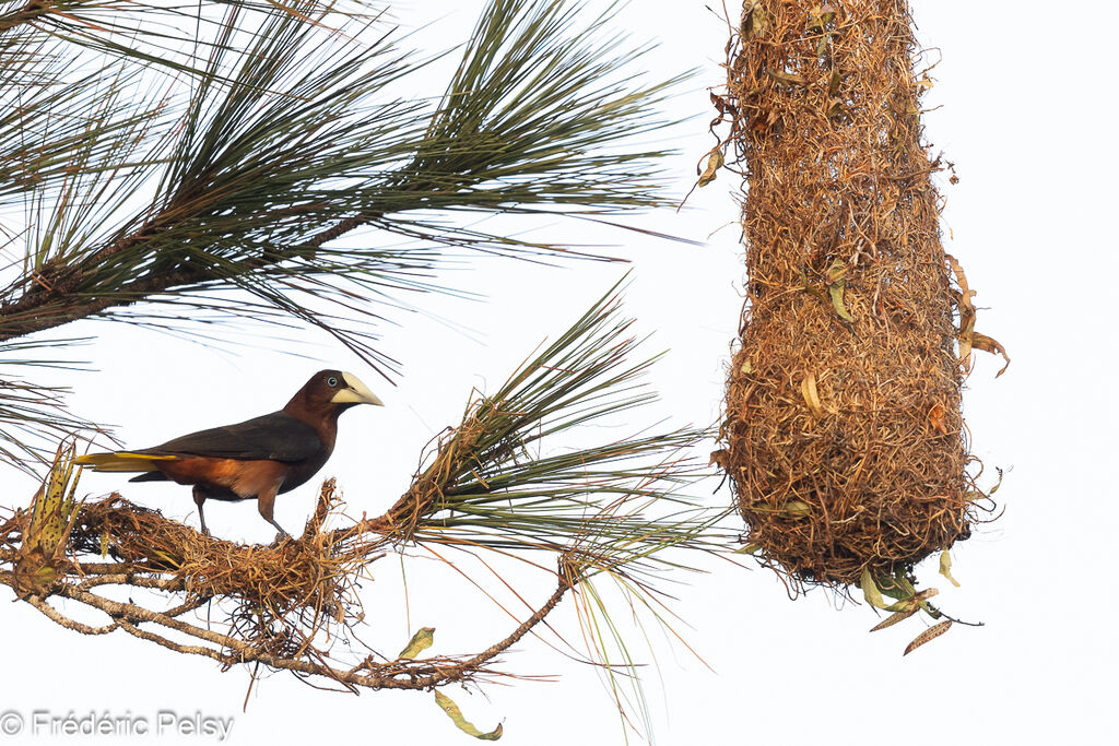 Chestnut-headed Oropendola