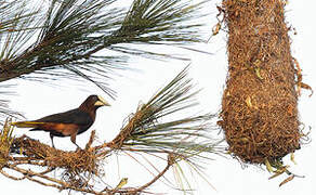 Chestnut-headed Oropendola