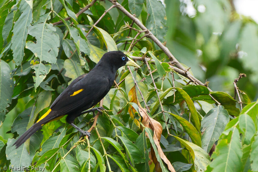 Yellow-rumped Caciqueadult