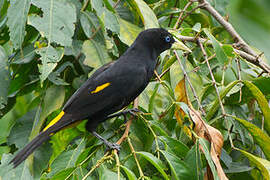 Yellow-rumped Cacique