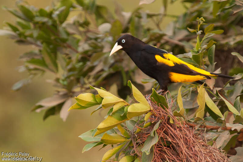 Yellow rumped bird named Cacique (latin name Cacicus cela) is hiding in the  leafs of tropical
