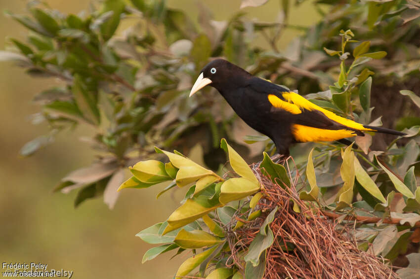 Yellow-rumped Caciqueadult, identification