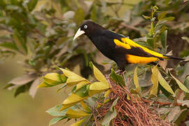 Yellow-rumped Cacique