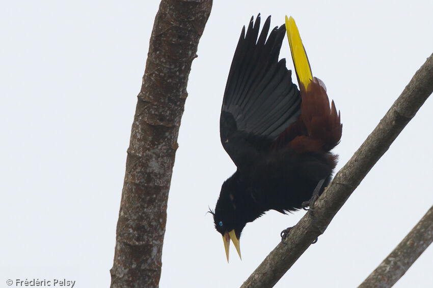 Crested Oropendola male adult, Behaviour