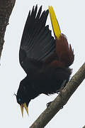 Crested Oropendola