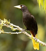 Crested Oropendola