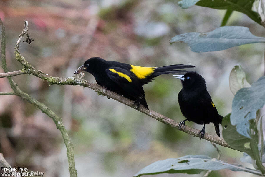 Mountain Caciqueadult, identification