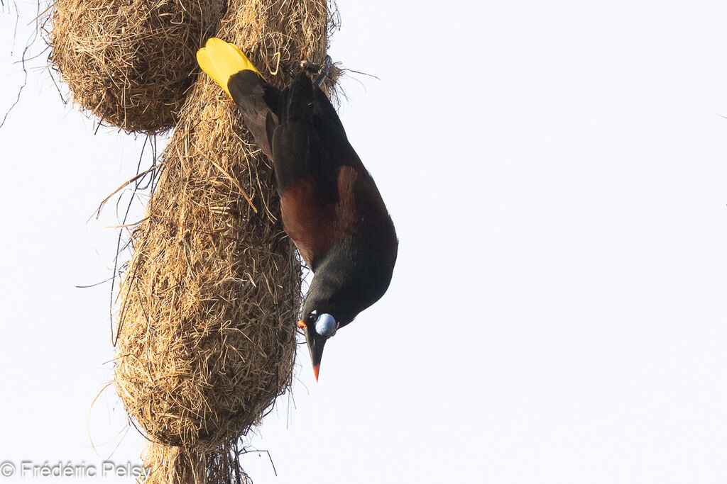 Black Oropendola, Reproduction-nesting