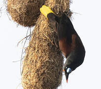 Black Oropendola