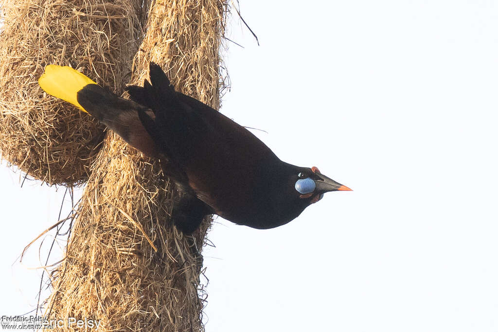 Black Oropendola, Reproduction-nesting