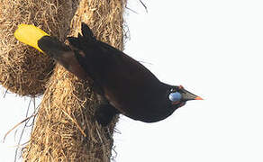 Black Oropendola