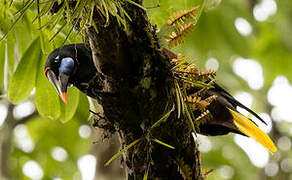 Black Oropendola